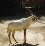 Arabian Oryx – Wiki Commons