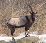 Bezoar Goat – Wiki Commons