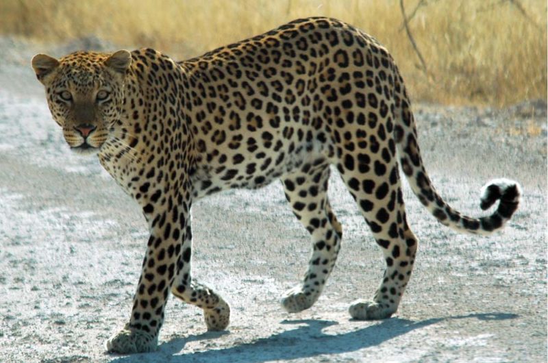 Arabian Leopard - Arabian Rock Art Heritage