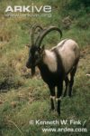 Male-Cretan-wild-goat