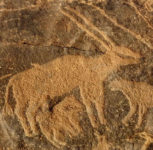 Oryx at Ghowtah