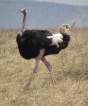 Ostrich – Wiki Commons