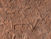 Wild Goat or Ibex at Falcon Woman Panel
