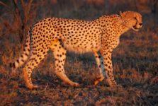 Cheetah – Wiki Commons