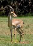 Common Gazelle – Wiki commons