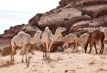 Living Camels