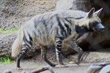 Striped Hyena – Wiki Commons