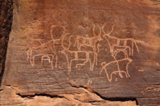 Domestic cattle at Bir Hima