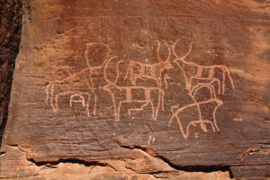 Domestic cattle with lyre-shaped horns at Bi’r Hima.