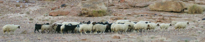 Awassi Sheep and Goat Herd