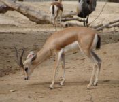 Dorcas Gazelle – Wiki Commons