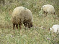 Fat-tailed-Sheep grazing