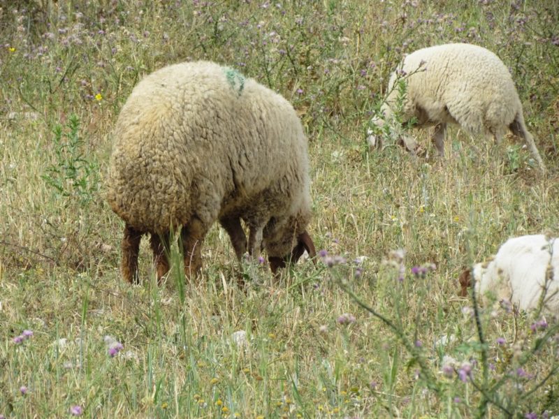 Sheep - Arabian Rock Art Heritage